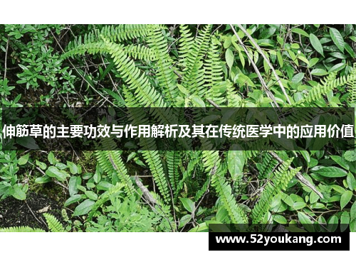 伸筋草的主要功效与作用解析及其在传统医学中的应用价值 伸筋草的主要功效与作用解析及其在传统医学中的应用价值